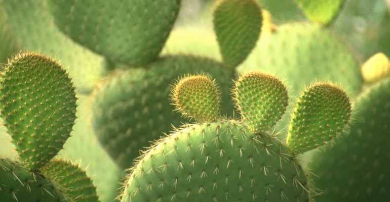 Wystawa kaktusów i innych sukulentów