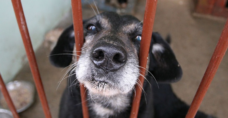 Chcesz pomóc psiakom, a nie wiesz jak?
