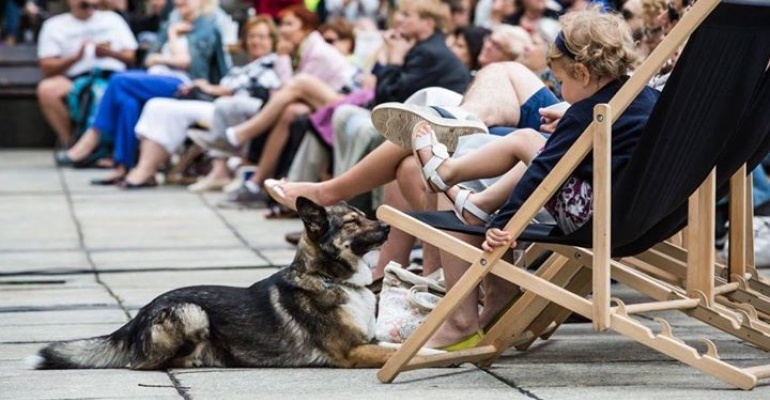 Reksio w trampkach na Placu - Pokaz plenerowy z psami