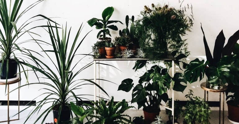 Weekendowa wyprzedaż roślin na Tamce