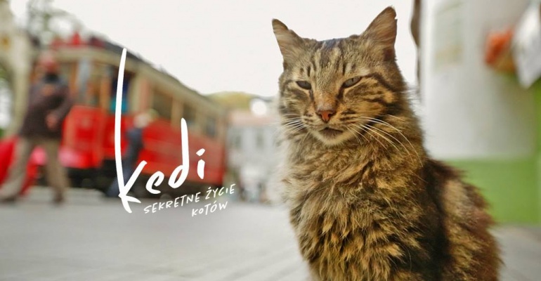 Letnie Kino Kępa: „Kedi – sekretne życie kotów”