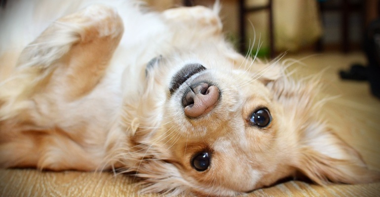 Restauracje przyjazne zwierzętom – Wrocław