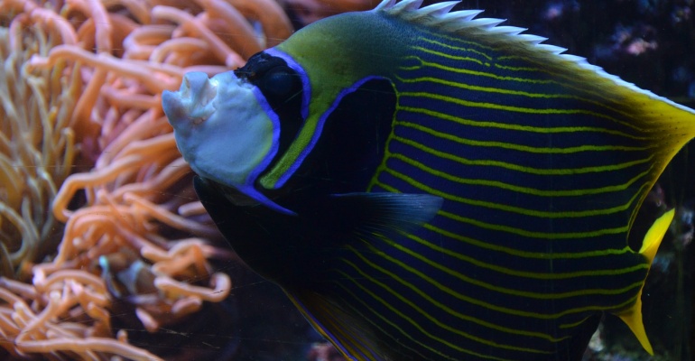 Co robić między koncertami? Open`er, atrakcje turystyczne Gdynia