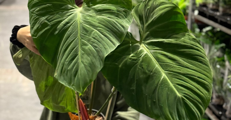 Roślinne szaleństwo wraca do Warszawy. Festiwal Roślin na PGE Narodowym