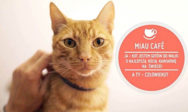 MIAU CAFE pierwsza w Stolicy kawiarnia z kotami.