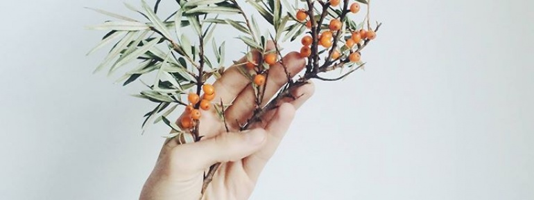 DZIKIE ROŚLINY JADALNE – GDZIE ICH SZUKAĆ ORAZ JAK ZASTOSOWAĆ W KUCHNI