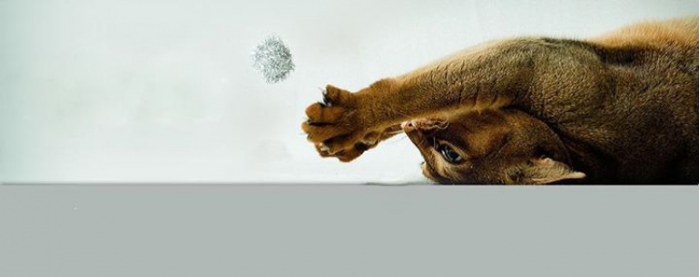 II Kongres Weterynaryjnej Medycyny Behawioralnej