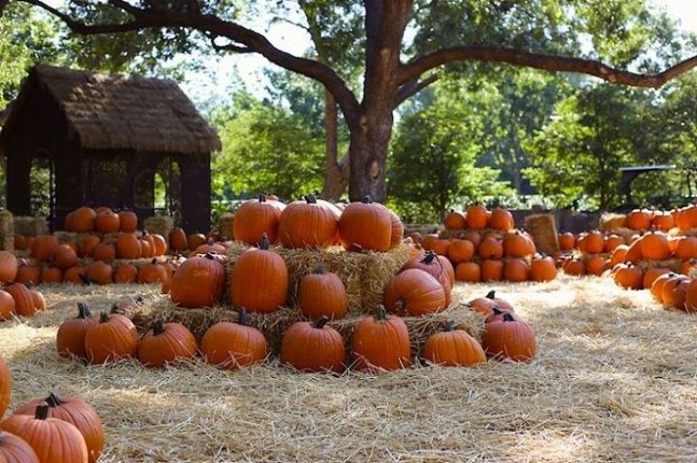 Dyniobranie w Anielinie