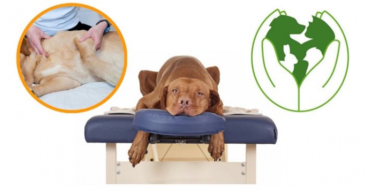 Kurs masażu leczniczego małych zwierząt ( psów i kotów )