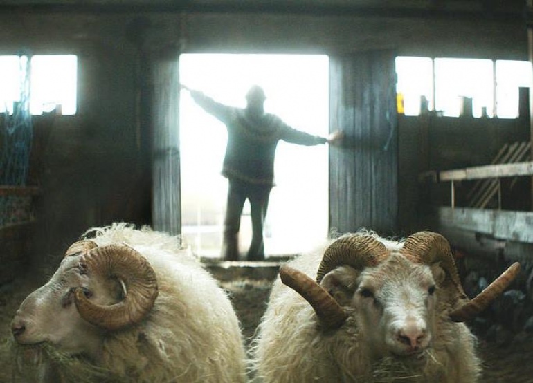 O owcach spod lodowca: specjalny pokaz filmu "Barany. Islandzka opowieść" z prelekcją Łukasza Bukowieckiego