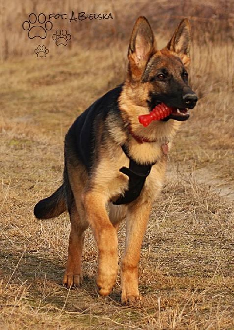 POZYTYWNE SZKOLENIE PSÓW