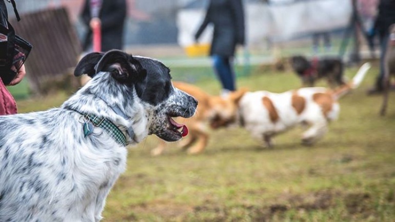 Socjalizacja psów dorosłych!