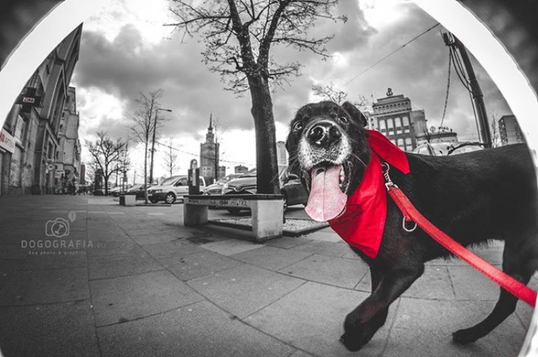 Warszawski Dzień Zwierząt