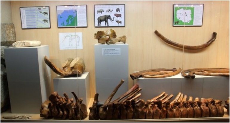 Wystawa stała w PAN Muzeum Ziemi: "Wielkie ssaki epoki lodowcowej"