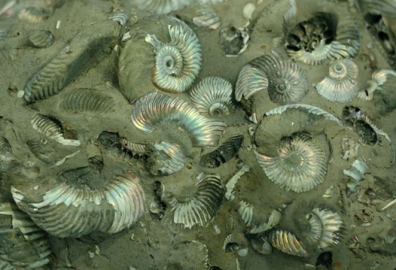 Wystawa stała w PAN Muzeum Ziemi: "Z przeszłości geologicznej Ziemi"