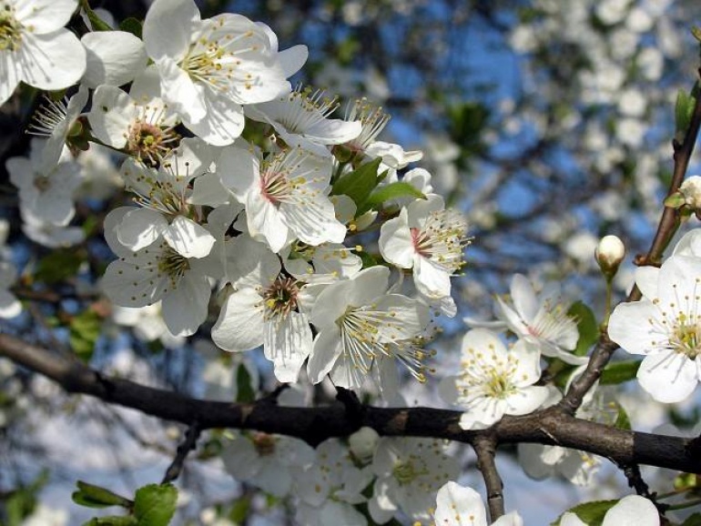 Wiosenne Przebudzenie