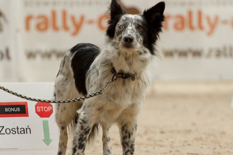 Ogólnopolskie Zawody Rally-O Warszawa