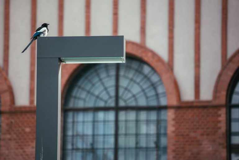 Ptasio i poWoli III. Spacer z cyklu „Warszawa stroszy piórka”