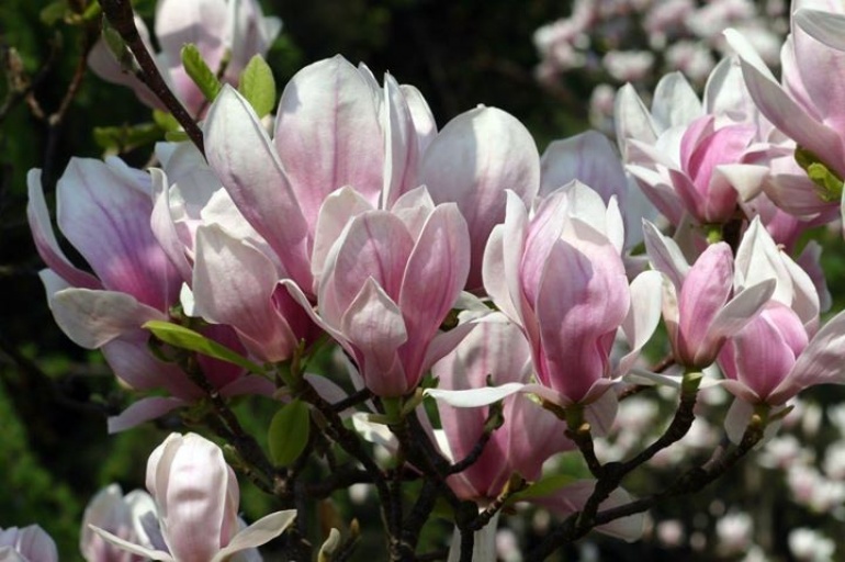 Spacer wśród magnolii