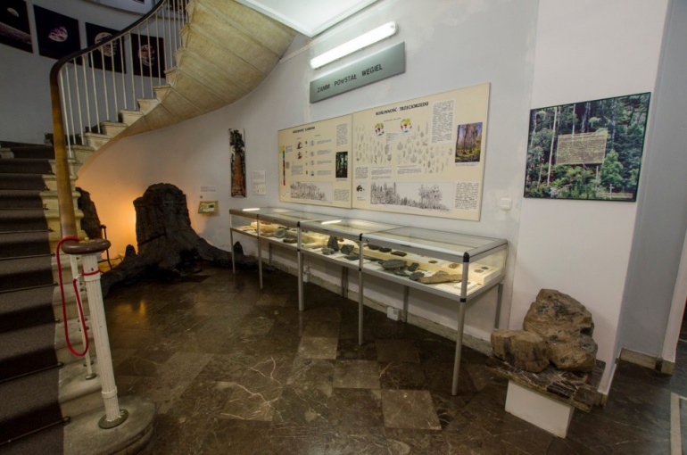 "Zanim powstał węgiel" wystawa stała w Muzeum Ziemi PAN