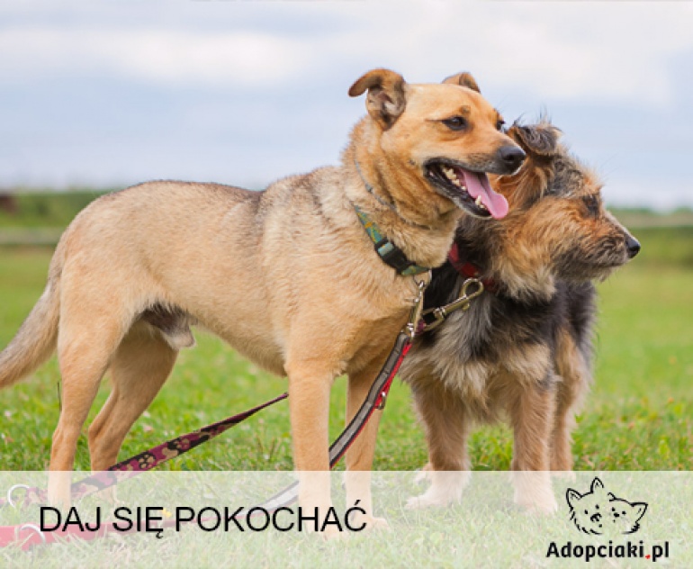 Adopciaki.pl na Światowym Dniu Ziemi 2016