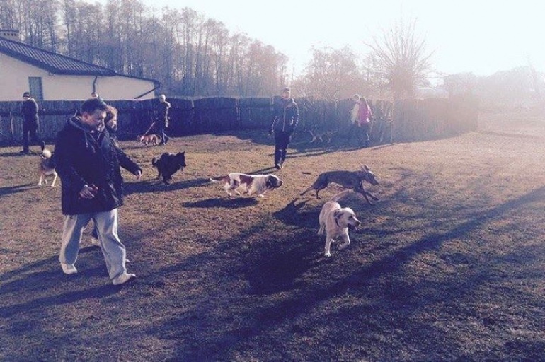 Socjalizacja psów dorosłych!