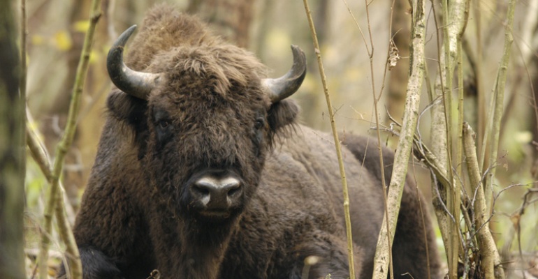 Puszcza Białowieska