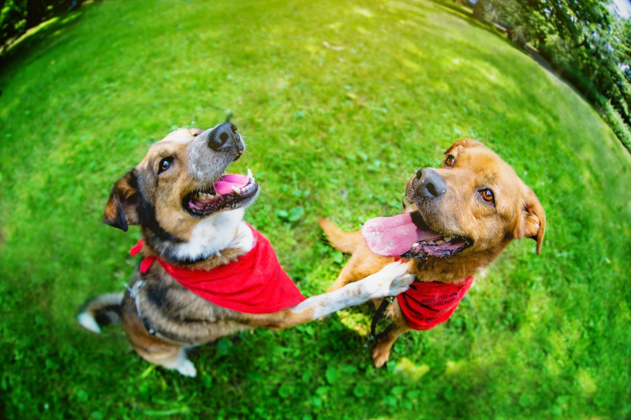 schronisko na paluchu