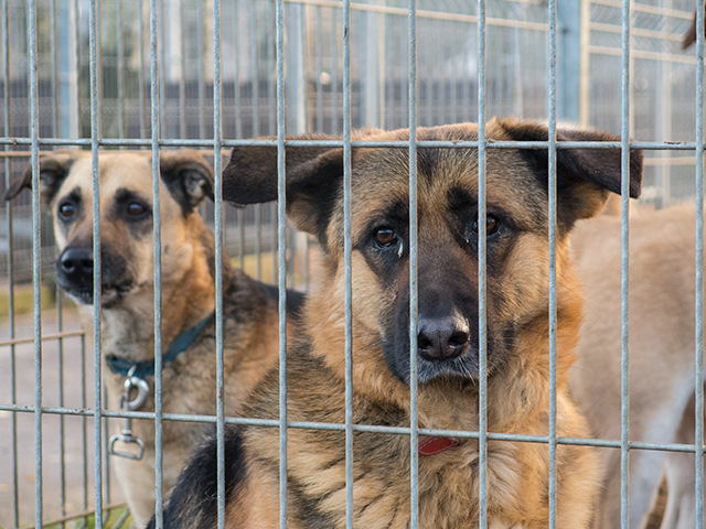 Jak pomóc psiakom ?