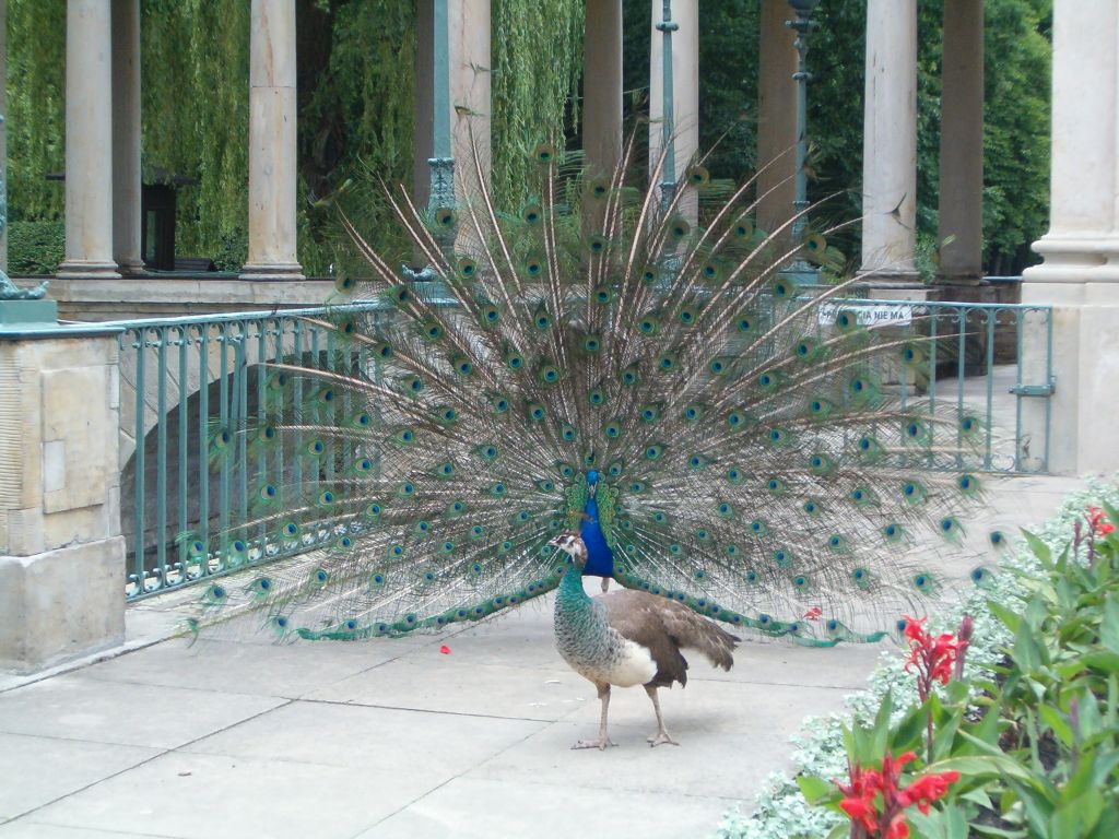 paw, łazienki królewskie, majówka